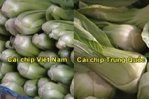 Mẹo phân biệt cải chíp Việt Nam và Trung Quốc