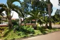 Video: Để tránh xui xẻo, gia chủ nên trồng ngay những cây này trước nhà