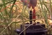 Sản xuất điện từ lúa nước, bạn có tin?