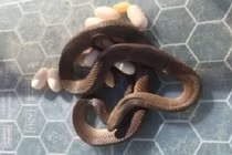 Kinh hãi phát hiện rắn độc ấp 15 quả trứng dưới gầm tủ lạnh