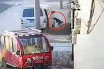 “Cẩu tặc” đi ôtô, quăng dây thừng bắt chó trong 6 giây