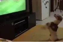 Chó xem bóng đá, ăn mừng bàn thắng như người