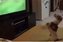 Chó xem bóng đá, ăn mừng bàn thắng như người