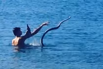 Kỳ lạ người đàn ông thảnh thơi uống bia, tắm biển cùng… rắn