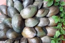 Ăn trai, hến không đúng cách nguy hiểm khôn lường