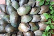 Ăn trai, hến không đúng cách nguy hiểm khôn lường