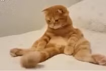 Cười lăn lộn với những chú mèo bá đạo nhất thế giới