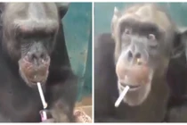 Cười xuyên Việt: Khỉ châm lửa hút thuốc cực bá đạo