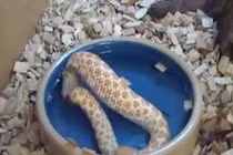 Lạ lùng rắn nuốt chính đuôi mình