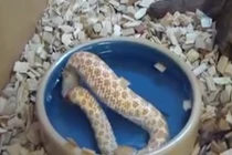 Lạ lùng rắn nuốt chính đuôi mình