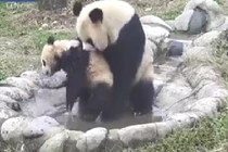 Phì cười clip gấu trúc mẹ bắt con đi tắm