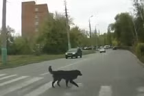 Hình ảnh những chú chó tham gia giao thông gây sốt