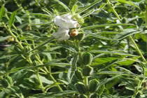 Công dụng và bài thuốc chữa bệnh thần kỳ của vừng đen