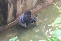 Clip khỉ đột tóm lấy bé 4 tuổi, lôi đi quanh rãnh nước