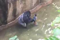 Clip khỉ đột tóm lấy bé 4 tuổi, lôi đi quanh rãnh nước