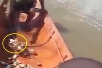 Phát sợ cảnh câu cá ăn thịt người piranha