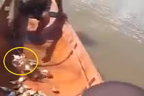 Phát sợ cảnh câu cá ăn thịt người piranha