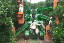 Mê mẩn cảnh nông dân Nhật Bản thu hoạch cam