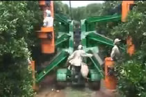 Mê mẩn cảnh nông dân Nhật Bản thu hoạch cam