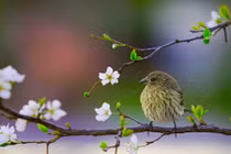 Khai tâm cho mùa xuân mới