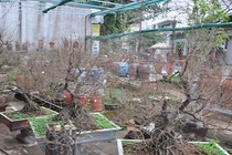 Ngắm mai tứ quý cổ thụ dáng long giá “nghìn đô” ở Hà Nội