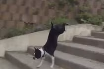 Những cách leo cầu thang “bá đạo” của chó cưng