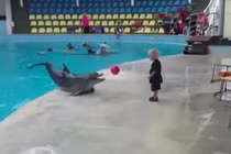 Cá heo ngoi lên bờ đùa nghịch cùng bé "yêu không tả nổi"