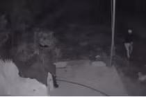 “Cẩu tặc” bị chó đuổi chạy bán sống bán chết