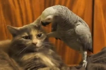 Vẹt đầu gấu bắt nạt mèo nhà lành