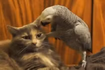 Vẹt đầu gấu bắt nạt mèo nhà lành