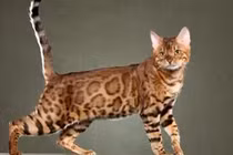 Video: Xem tử vi 12 tháng âm lịch 2018 của người tuổi Mão