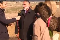 Cuộc phỏng vấn dang dở vì... lạc đà phá đám