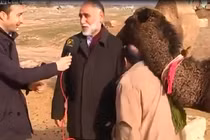 Cuộc phỏng vấn dang dở vì... lạc đà phá đám