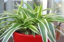 Video: 11 loại cây cảnh hút khí độc cực tốt nên trồng trong nhà