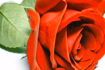 Ý nghĩa của những loài hoa tặng người phụ nữ yêu thương