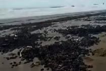 Bọ hung phủ kín bờ biển Argentina báo hiệu ngày tận thế?