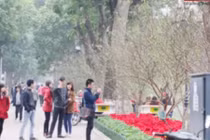 Đào rừng khoe sắc quanh hồ Hoàn Kiếm mừng Tết Nguyên đán