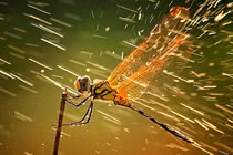 Khám phá kinh nghiệm dự báo thời tiết của người xưa