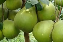 Những loại quả bị “đồn” gây bệnh cho người ăn