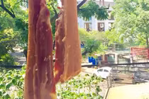 “Thịt lợn 1 nắng”, sáng kiến của bà nội trợ ngày nắng nóng