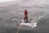 Dị nhân liều mạng lướt sóng trên lưng cá mập khổng lồ