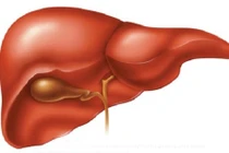 Lá gan hoạt động như thế nào?