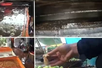 Cận cảnh công nghệ sản xuất táo siêu độc hại ở Hưng Yên