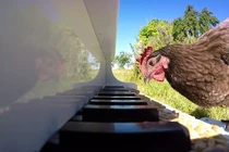 Khả năng không khác gì người của chú gà kỳ lạ