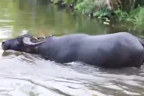 Kỳ công bí kíp luyện trâu ở sới chọi Đồ Sơn