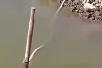 Dùng dây điện thoại bơm nước bị điện giật chết thảm