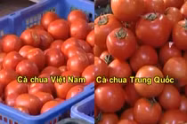 Cách phân biệt cà chua Việt Nam và Trung Quốc
