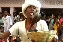 Cụ ông để hổ mang chúa cắn lưỡi gây sốc tại Ấn Độ