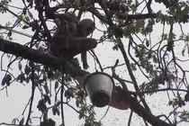 Video: Lạnh người xem lấy mật ong rừng như thời nguyên thủy