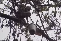 Video: Lạnh người xem lấy mật ong rừng như thời nguyên thủy